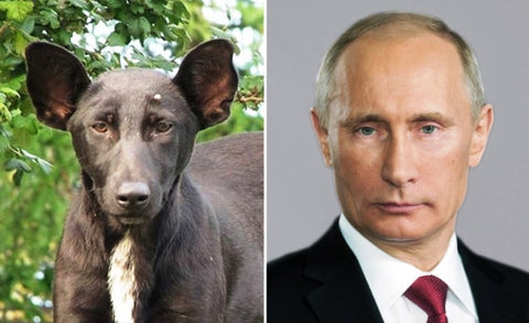 Ces animaux qui ressemblent à des célébrités