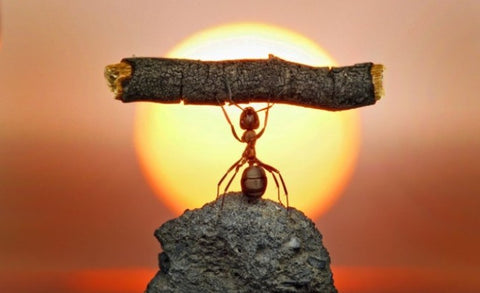 40 Photos exceptionnelles prises au moment parfait !